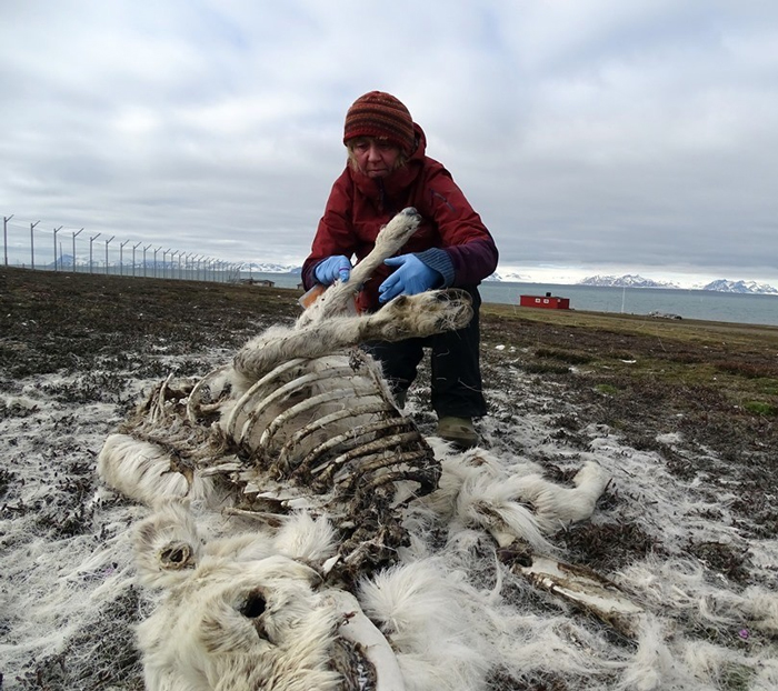 Norway institute says 200 reindeer died due to twice-as-fast climate change in Arctic