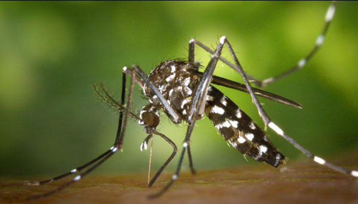 186 dengue cases reported in Karachi in last 20 days