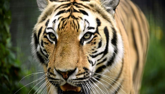 More than 2,300 tigers killed and trafficked this century: report