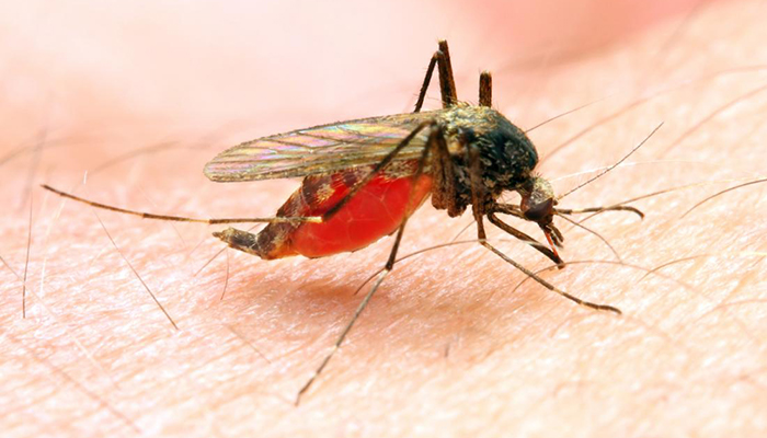 WHO urges investment drive as malaria fight stalls