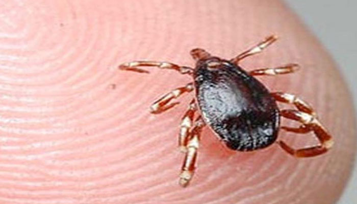 Karachi in the grip of deadly diseases as Congo fever, brain-eating bug kill three more