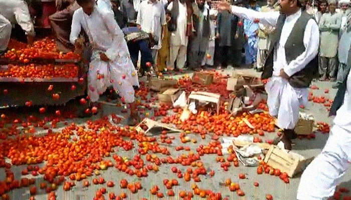 Qila Saifullah farmers take a leaf from Spain's La Tomatina festival to stage unique protest