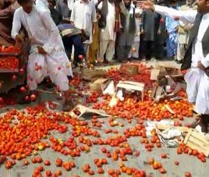 Qila Saifullah farmers take a leaf from Spain's La Tomatina festival to stage unique protest