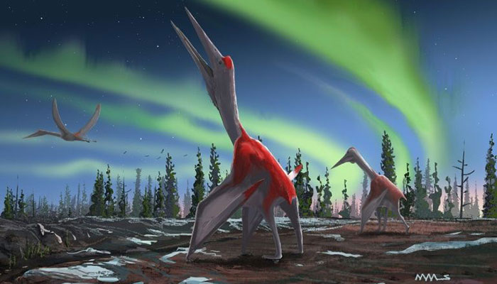 Largest flying animal in history identified: study