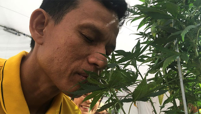 Thais allowed six cannabis plants per household under draft law