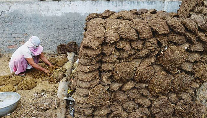 Indian officer says cow dung can act as shield against nuclear radiation