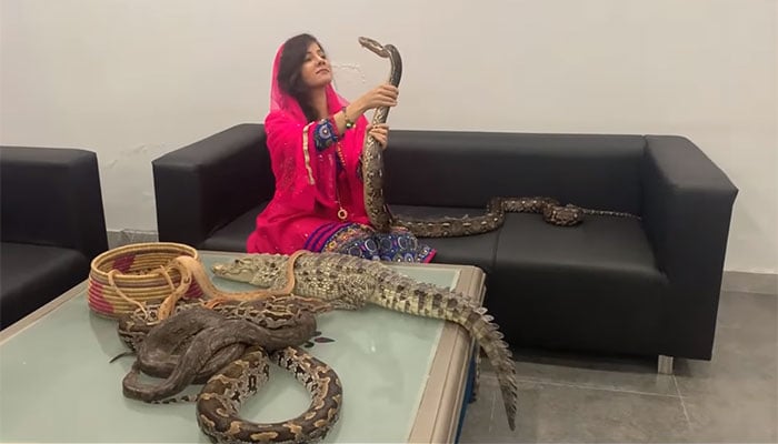 Rabi Pirzada in trouble for keeping wild animals as pets
