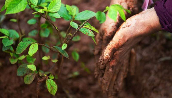 Tree-planting to offset carbon emissions: no cure-all