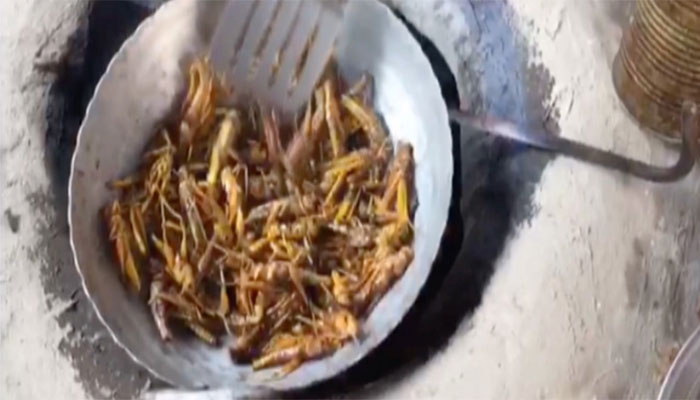 Thar residents relish in locust biryani, curry dishes