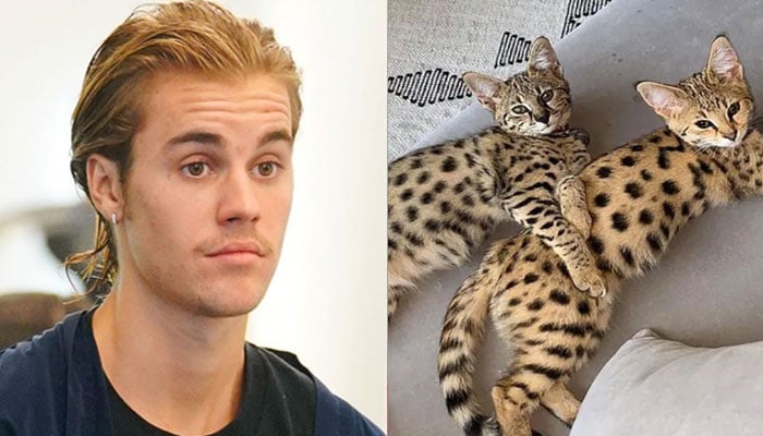 Justin Bieber draws criticism from PETA after $35,000 purchase of exotic kittens