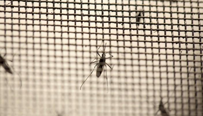 Dengue cases rise to 4,115 in Sindh, death toll at 14