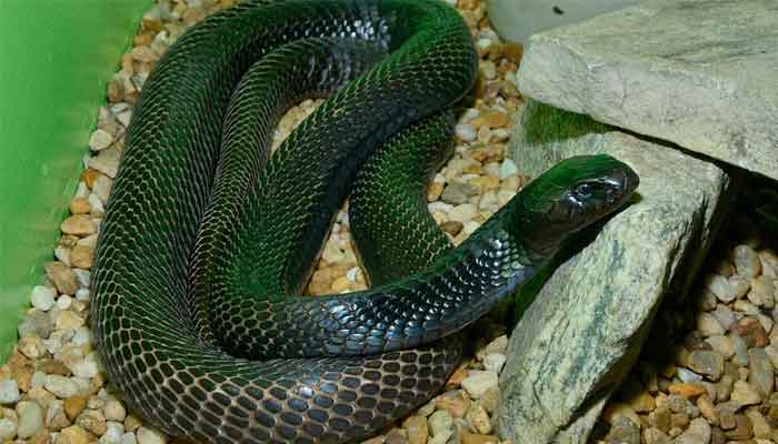 Man dies of snakebite in Khushab police station 