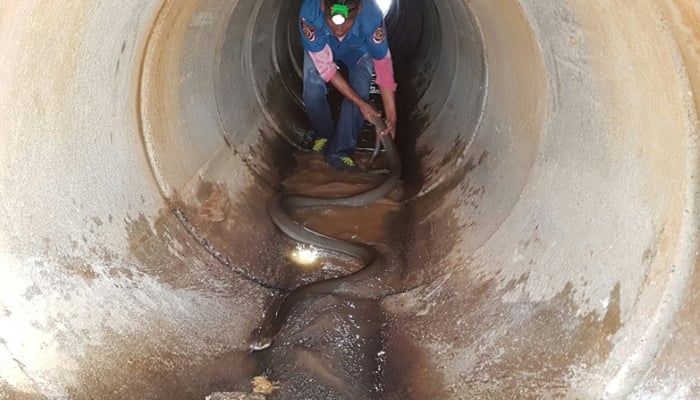 13-foot king cobra pulled out from Thailand sewer