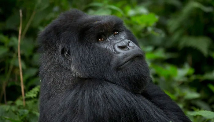 Scientists find how deadly malaria parasite jumped from gorillas to humans