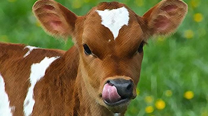 Distressed calf rescued from 30-feet well in Okara after an hour of efforts