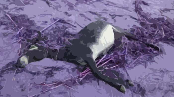 Ghotki feudal lord's son shoots dead two donkeys for mistakenly entering farm