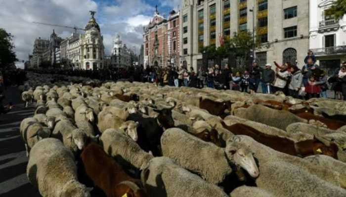 Shepherds guide hundreds of sheep across Madrid