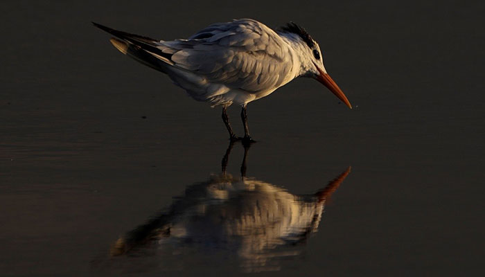 Male specimens preferred by animal collectors, study suggests