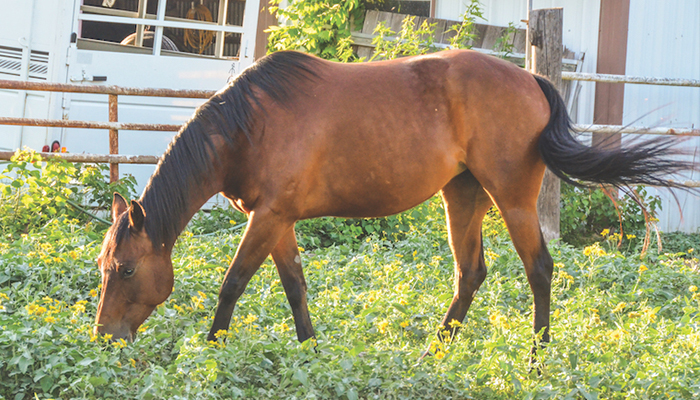 Energy companies turn to animal waste for clean power