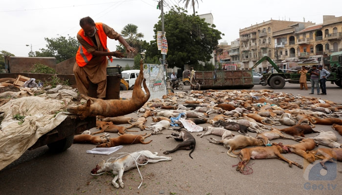 DMC initiates dog-culling campaign in multiple Karachi neighbourhoods