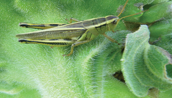 Karachi: Swarms of grasshoppers invade Malir's agri-area 