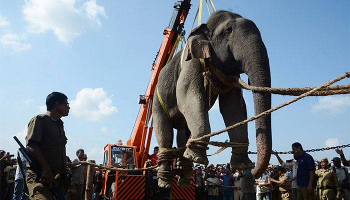 Indian elephant named Osama bin Laden gets a job after being renamed ‘Krishna’