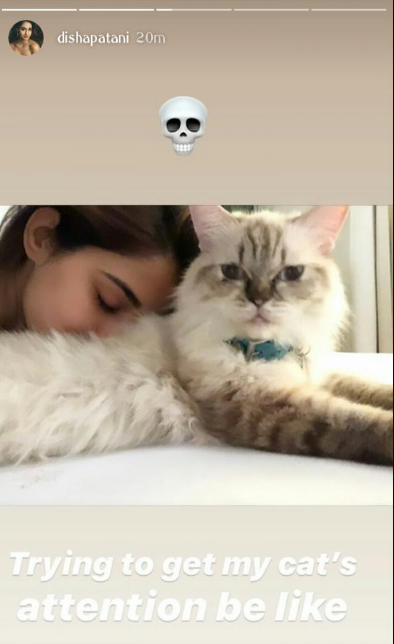 Disha Patani's adorable photos with her cat have 'relateable' written all over it