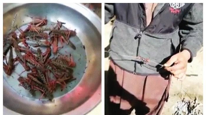 'Wah, wah!': People in Sindh relish savoury tiddi broast