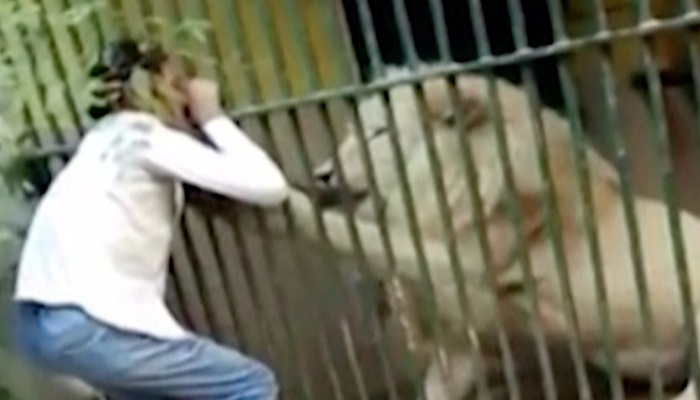 Karachi zookeeper attacked by lion says in better health now