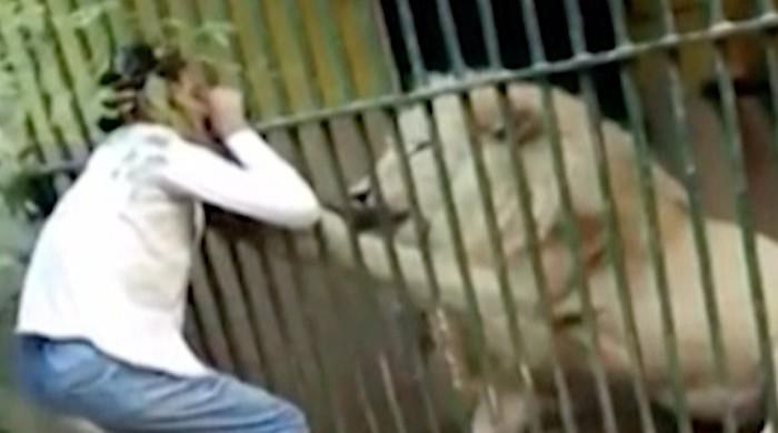 Karachi zookeeper attacked by lion says in better health now Karachi zookeeper attacked by lion says in better health now