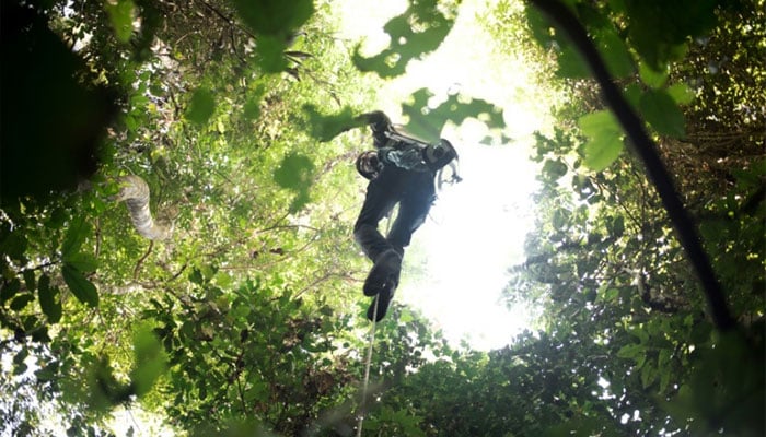 In an African forest, the enduring mystery of a giant butterfly