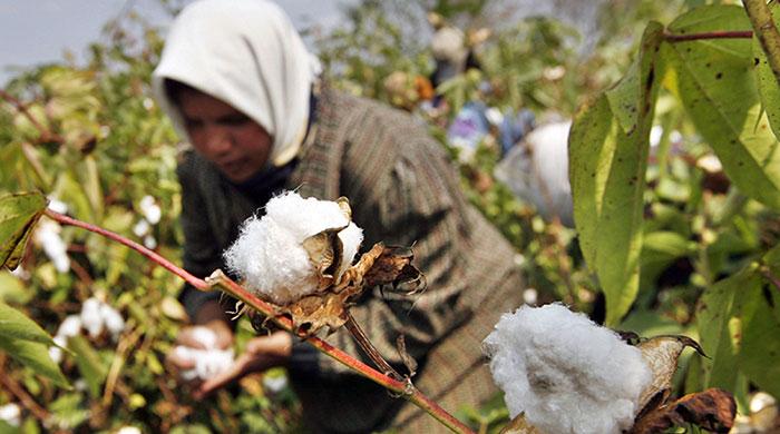 ECC scraps taxes, duties on cotton import: report