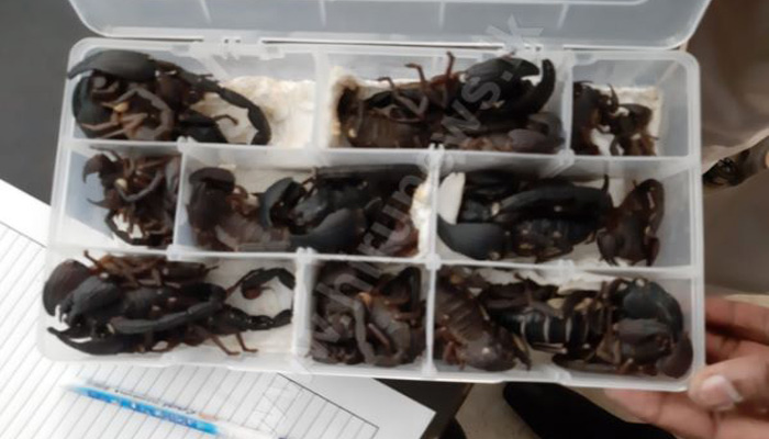 Man held for taking 200 scorpions in luggage at Sri Lanka airport