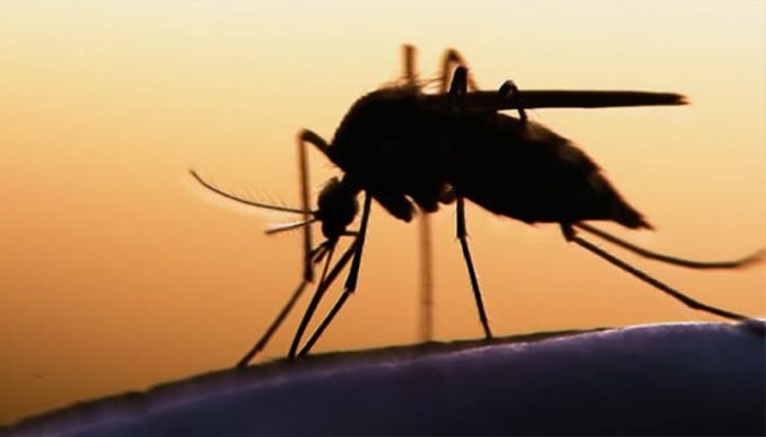 1,300 Rawalpindi officials to be trained on dengue prevention