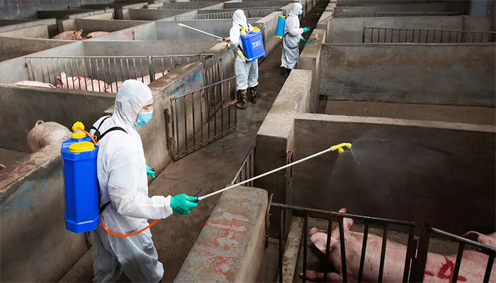 China's disease-affected pigs pose global threat