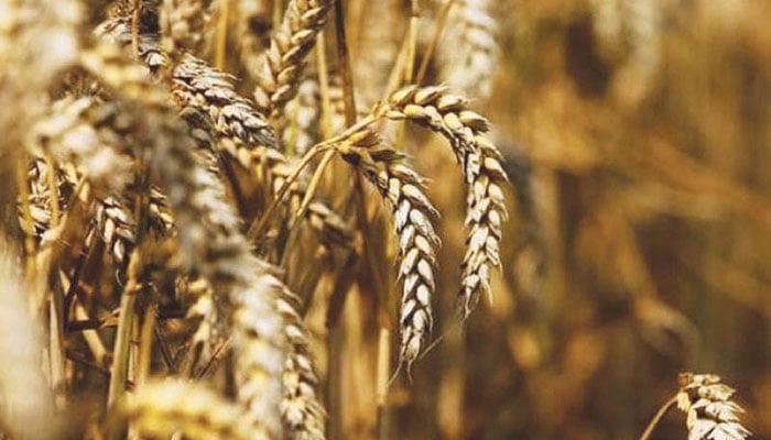 Food security ministry rejects reports of wheat shortage in Pakistan