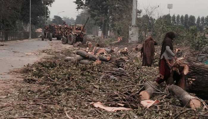 LHC halts tree felling on Lahore’s 150-year-old canal