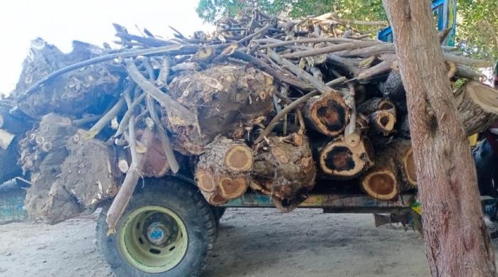Section 144 imposed in Sindh’s Sanghar district to stop illegal tree loggers
