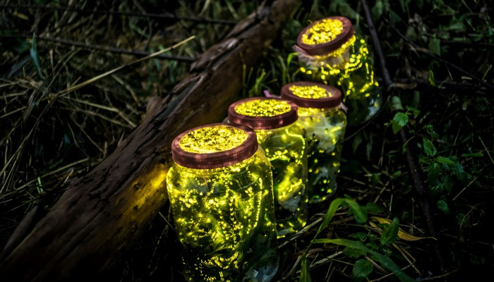 Fireflies nearing extinction due to pesticide exposure, artificial light pollution