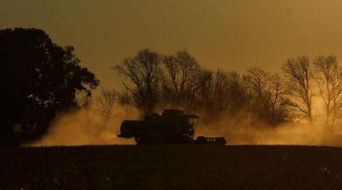 Soybean dust found in blood samples of Keamari poisoning victims: report