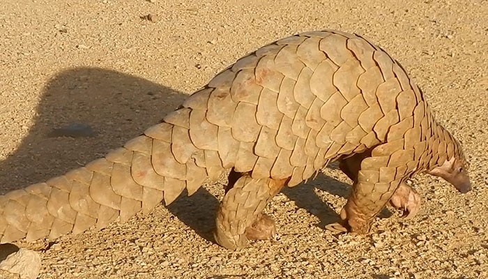 Close to 900,000 pangolins trafficked in Southeast Asia: watchdog