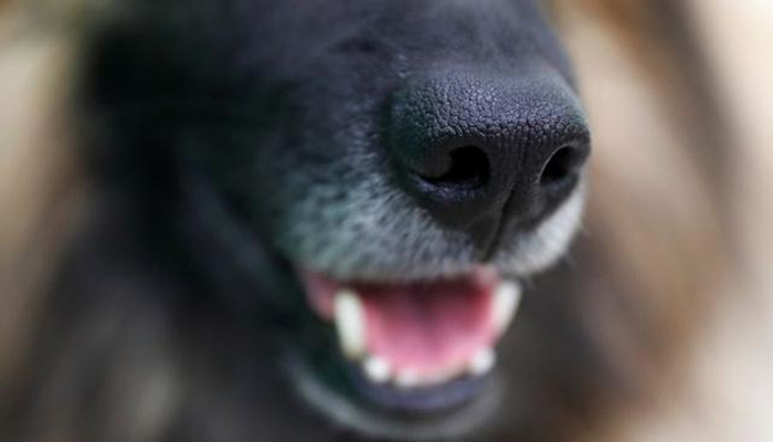 Dogs have 'infrared' noses to detect heat, says new research