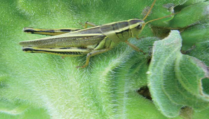 Pakistani farmers struggle to combat locust plague due to slow govt response