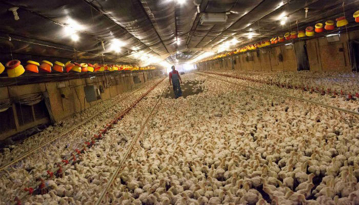 Poultry sales, prices fall more than 50% amid coronavirus lockdown