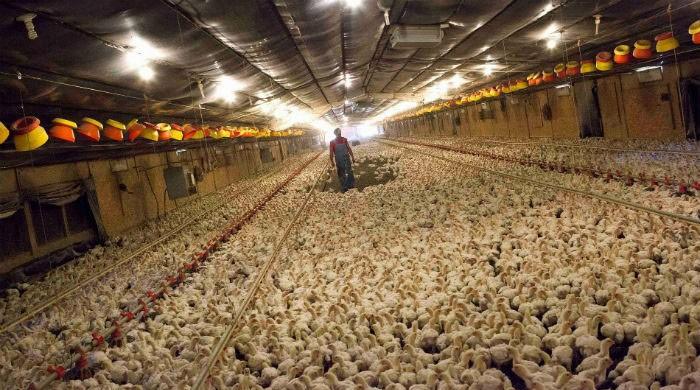 Poultry sales, prices fall more than 50% amid coronavirus lockdown