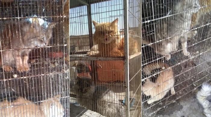 Karachi’s shuttered Empress Market echoes of wailing animals amid lockdown