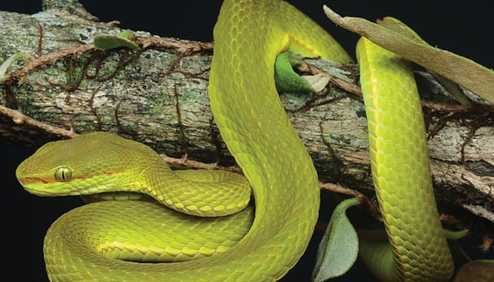 Venomous snake specie named after Harry Potter character Salazar Slytherin