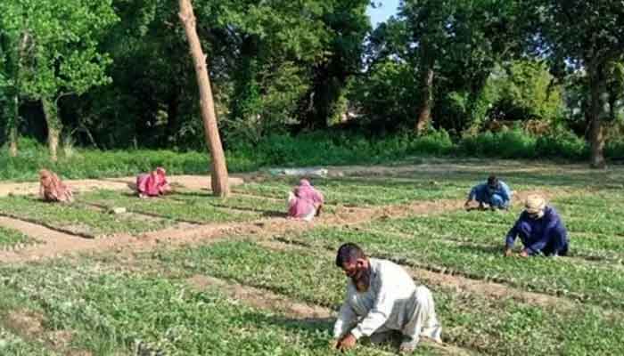 World Economic Forum acknowledges PM Imran’s ‘Green stimulus’ package as ‘win-win’