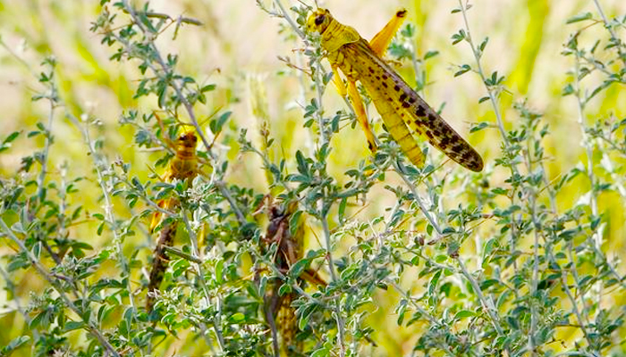 CM Sindh warns of 'massive' locust attack in letter to PM Imran