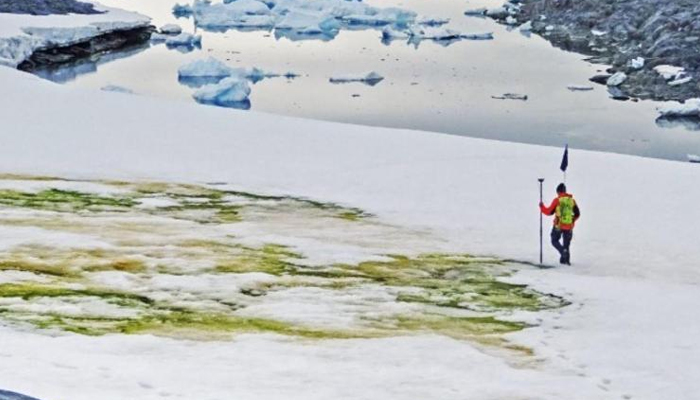 Research shows Antarctica going green due to climate change